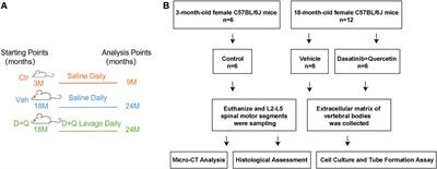 Elimination of Senescent Cells by Senolytics Facilitates Bony Endplate Microvessel Formation and Mitigates Disc Degeneration in Aged Mice